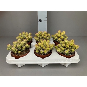 Euphorbia Aggregata Variegata