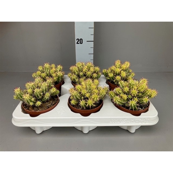 <h4>Euphorbia Aggregata Variegata</h4>