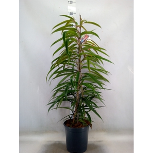 Ficus binn. 'Alii'