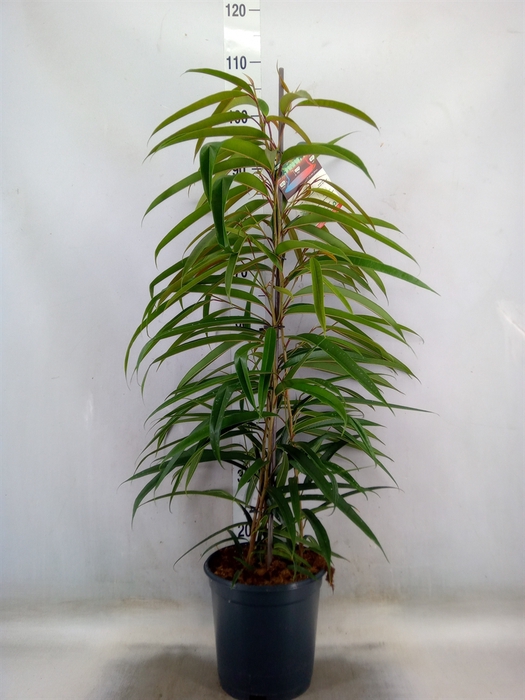 <h4>Ficus binn. 'Alii'</h4>
