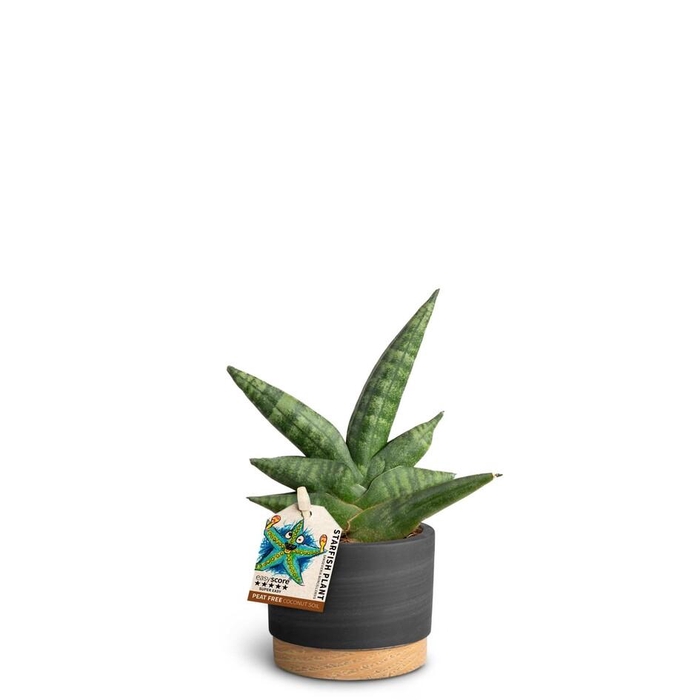 <h4>SANSEVIERIA BONCELLENSIS P7 WB</h4>