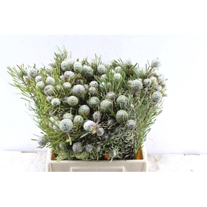 Kaaps Leucad Galpinii