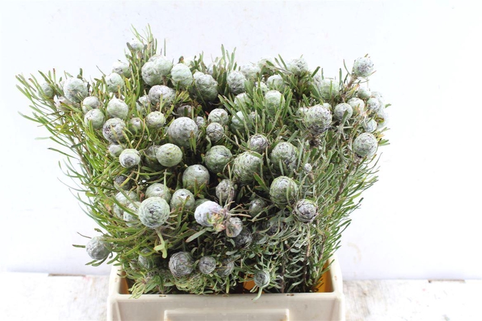 <h4>Kaaps Leucad Galpinii</h4>