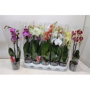 arr8 Phal Gem