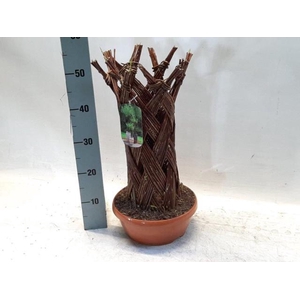 Salix alba 28Ø 65cm