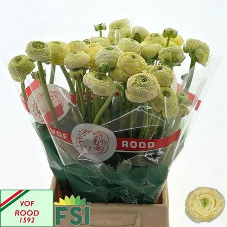 <h4>Ran Nl. Aazur Cream</h4>