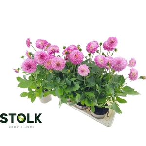 DAHL HYPNO PINK