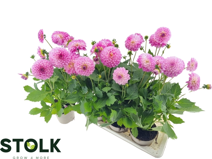 <h4>DAHL HYPNO PINK</h4>