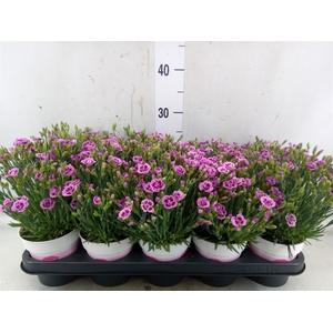 Dianthus  'Pink Kisses'