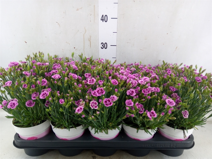 <h4>Dianthus  'Pink Kisses'</h4>