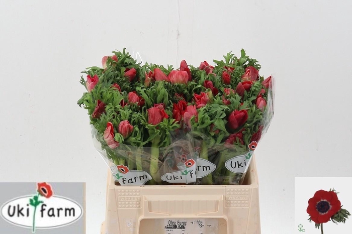 <h4>Anem Gal Rood</h4>