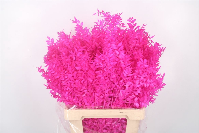 <h4>RUSCUS. CERISE PER STEM</h4>