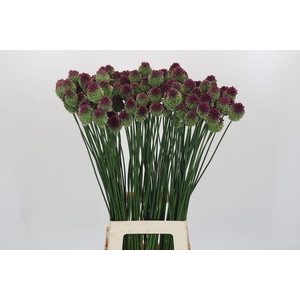 Allium Sphaerocephalon