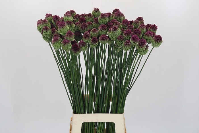 Allium Sphaerocephalon