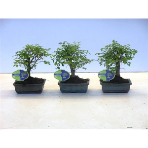 Zelkova parvifolia, 15cm., broom, without driptray