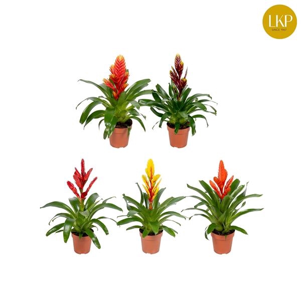 <h4>Vriesea gemengd 5 soorten</h4>