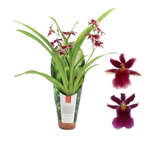 Inca Cambria Blossomfalls 2 spike 9cm in luxury jungle cover