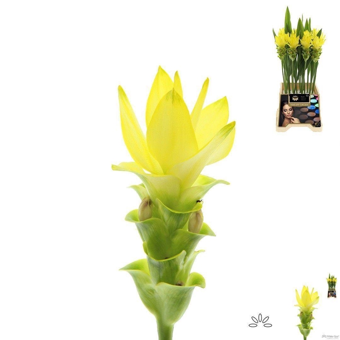 <h4>CURCUMA SIAM SHINE</h4>