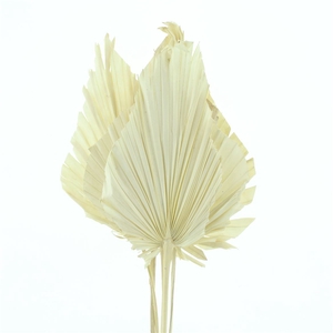 Dried Palm Spear White Bleached X X L