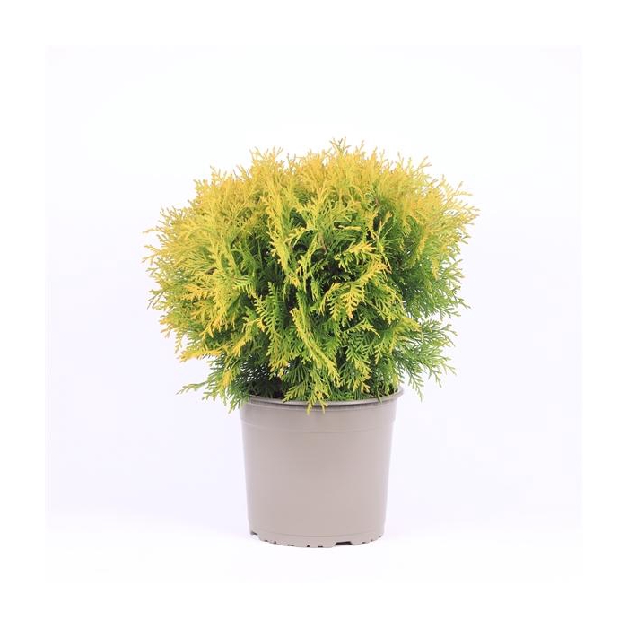 <h4>Thuja occidentalis 'Golden Globe'</h4>