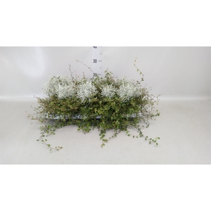 Leucophyta brownii
