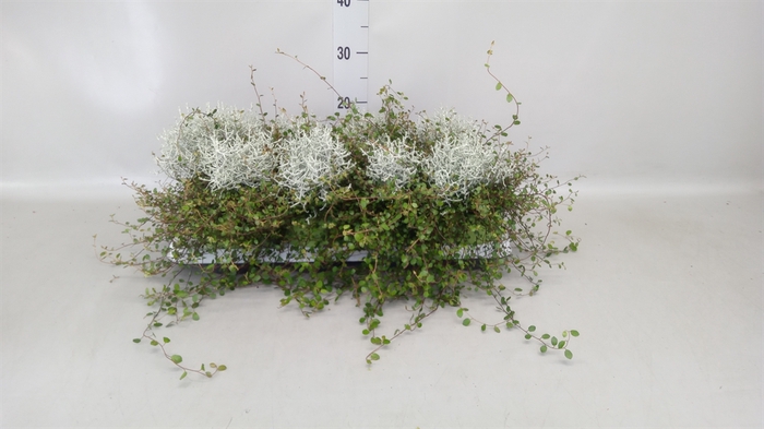 <h4>Leucophyta brownii</h4>