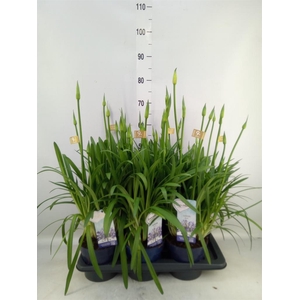 Agapanthus  'Amourette Superb'