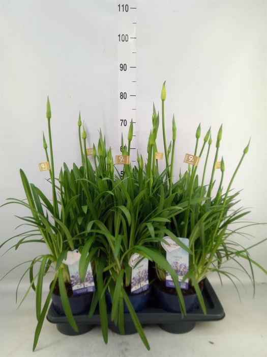 <h4>Agapanthus  'Amourette Superb'</h4>