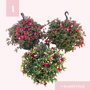 Fuchsia mix hangpot 23cm