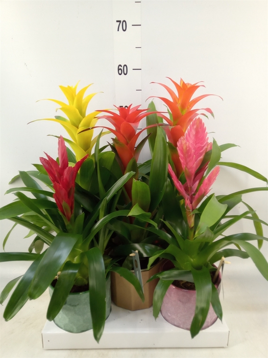 <h4>Bromelia   ...mix</h4>