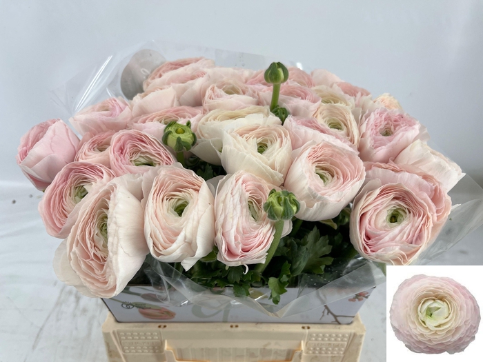 <h4>RAN SU HANOI</h4>