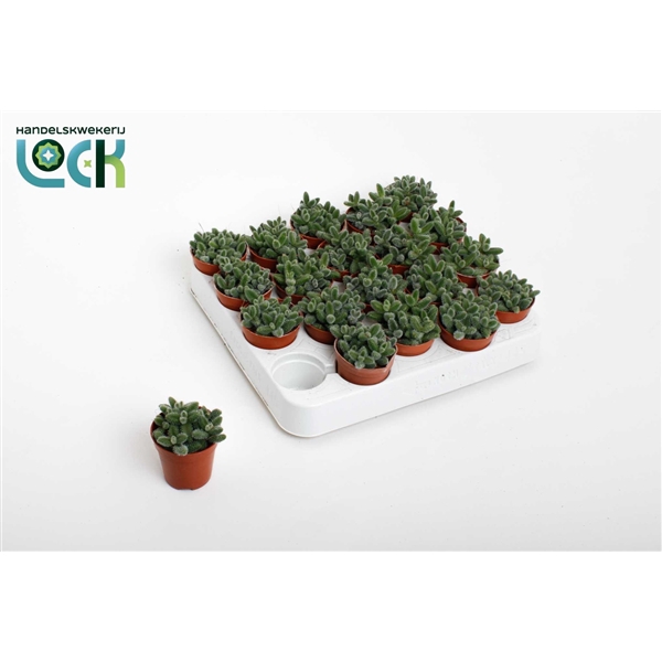 <h4>Delosperma Echinatum tanz</h4>