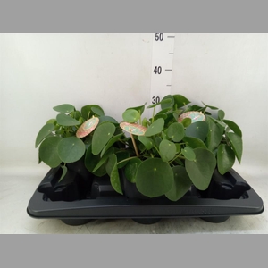 Pilea peperomioides