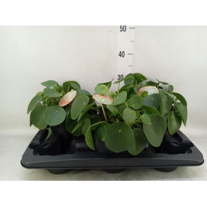 Pilea peperomioides