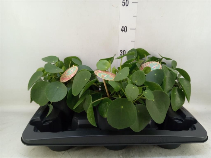 <h4>Pilea peperomioides</h4>