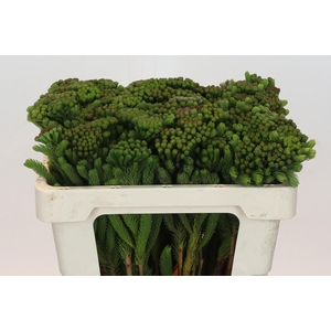 Kaaps Groen Albigreen