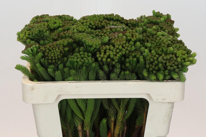 <h4>Kaaps Groen Albigreen</h4>