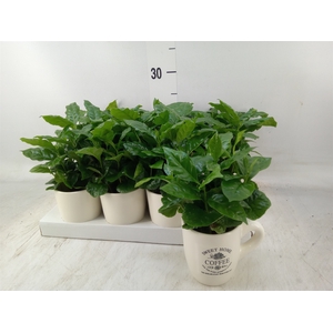 Coffea arabica