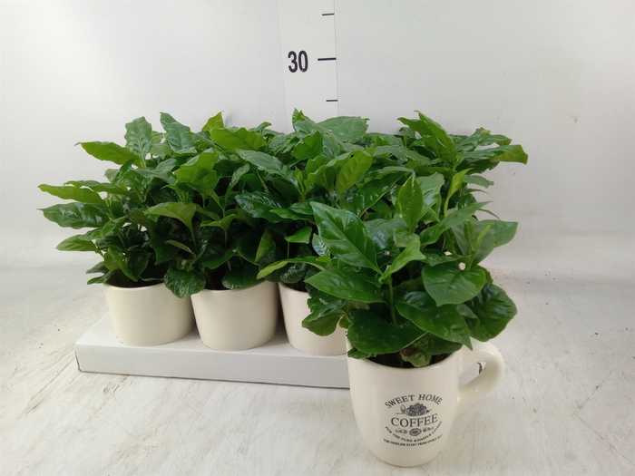 <h4>Coffea arabica</h4>