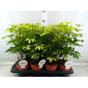 Schefflera arbor. 'Gerda'