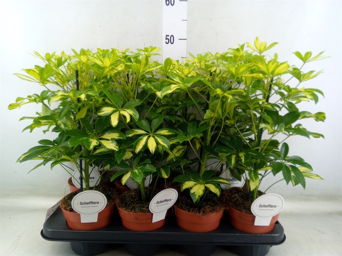 <h4>Schefflera arbor. 'Gerda'</h4>