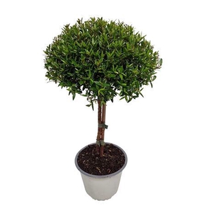 Myrtus Communis Stem