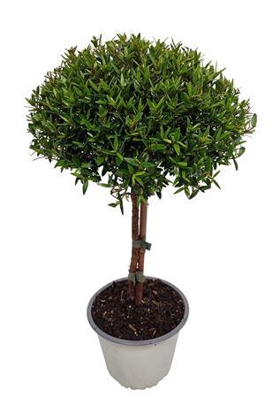 <h4>Myrtus Communis Stem</h4>