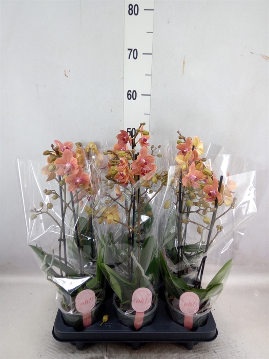 Phalaenopsis multi. 'FC SunsetLove'