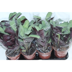 CALATHEA AMAGRIS P15