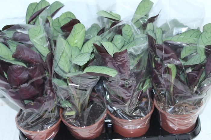<h4>CALATHEA AMAGRIS P15</h4>