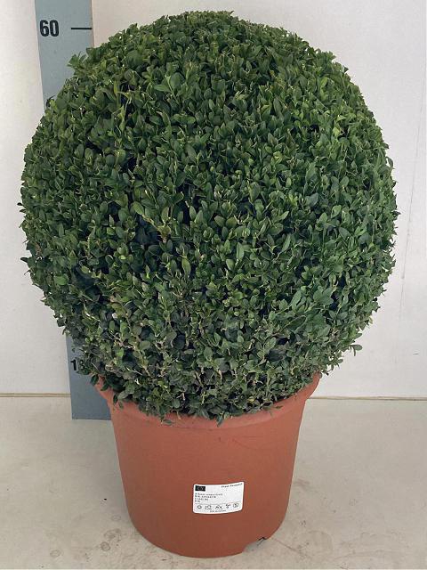 Buxus sempervirens 29Ø 60cm 40Ø