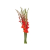 GLADIOLO 070 CM VERMELHO
