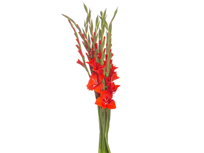 GLADIOLO 070 CM VERMELHO