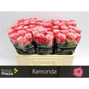 R Gr Ramonda